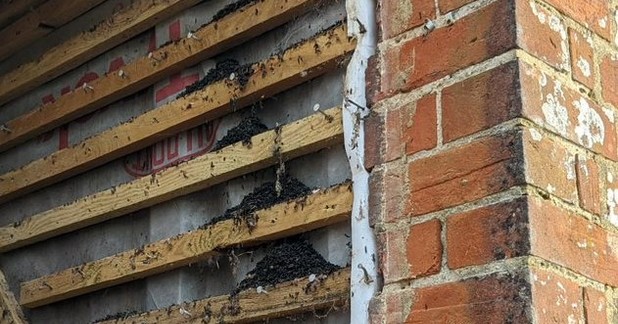 Bat Droppings Under Tiles